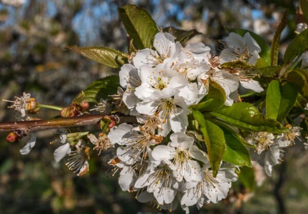 <i>Prunus avium</i> 'Lapins' - Image 2