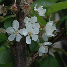 Close-up of white cherry blossoms blooming on a branch, surrounded by green leaves. The delicate flowers showcase the beauty of spring.