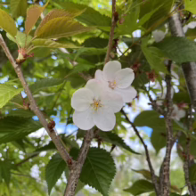 Close-up of delicate white cherry blossoms with yellow centers, surrounded by serrated green leaves and textured bark. A glimpse of blue sky adds brightness to this spring scene.