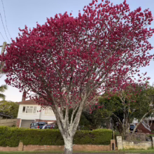 Prunus campanulata 'Felix Jury' (Taiwan Cherry) in Spring.