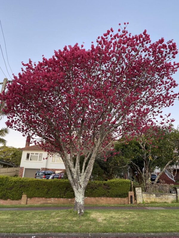 <i>Prunus campanulata</i> 'Felix Jury' - Image 10