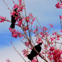 Prunus campanulata 'Felix Jury' (Taiwan Cherry) with birds on the branches.