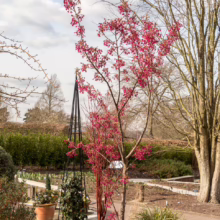 Prunus campanulata 'Felix Jury' (Taiwan Cherry) smaller tree.