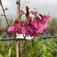 Prunus campanulata 'Felix Jury' (Taiwan Cherry) flowers.