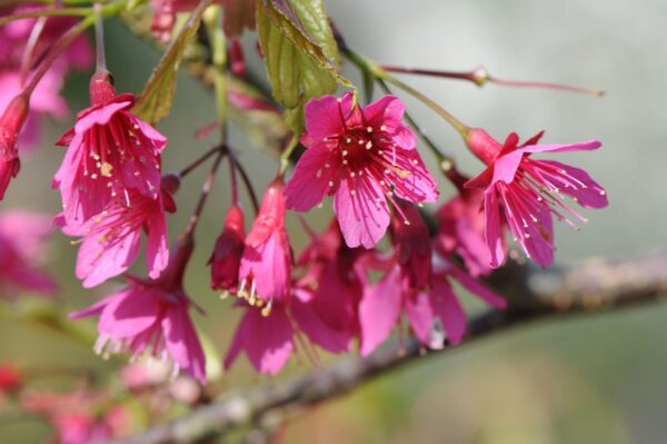 <i>Prunus campanulata</i> 'Felix Jury' - Image 4