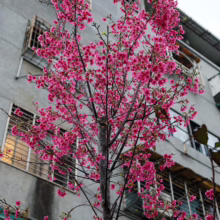Prunus campanulata 'Felix Jury' (Taiwan Cherry) flowering near tall building.