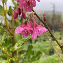 Prunus campanulata 'Felix Jury' (Taiwan Cherry) Flowers.