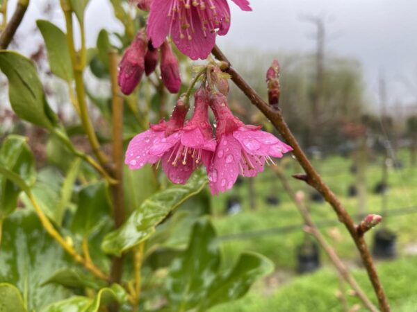 <i>Prunus campanulata</i> 'Felix Jury' - Image 6