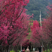 Prunus campanulata 'Felix Jury' (Taiwan Cherry) Spring Avenue.