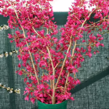 Prunus campanulata 'Felix Jury' (Taiwan Cherry) flowering branches.