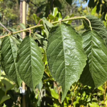 Prunus campanulata 'Felix Jury' (Taiwan Cherry) Summer Foliage.