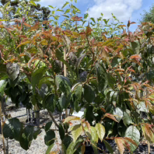 Prunus campanulata ‘Pink Cloud’ (Taiwan Cherry) summer foliage.