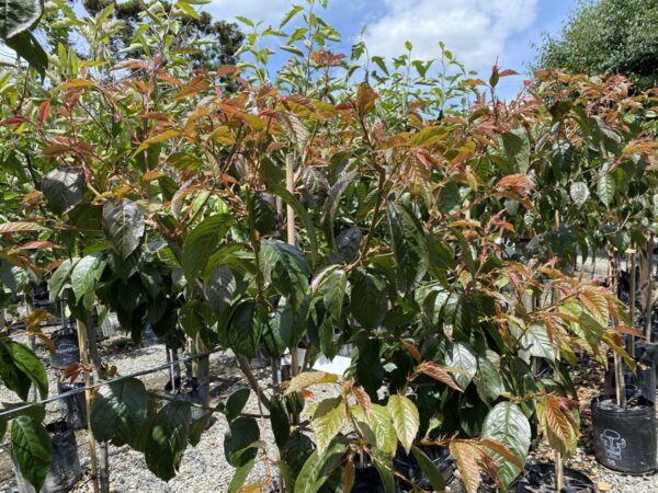 <i>Prunus campanulata</i> 'Pink Cloud' - Image 10