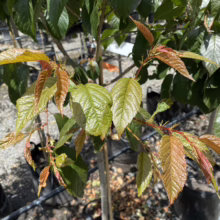 Prunus campanulata ‘Pink Cloud’ (Taiwan Cherry) new foliage.