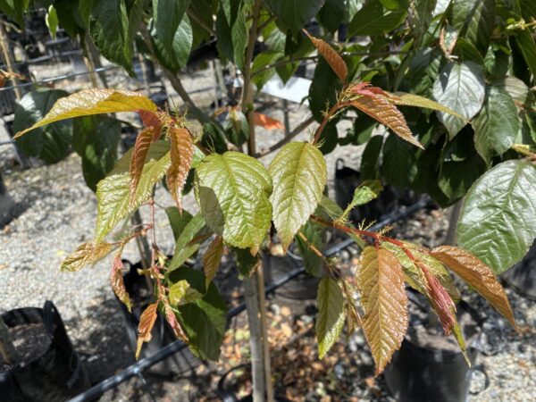 <i>Prunus campanulata</i> 'Pink Cloud' - Image 11