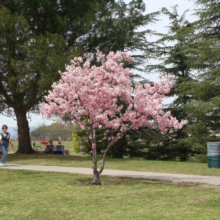 Prunus campanulata ‘Pink Cloud’ (Taiwan Cherry) flowering by path.