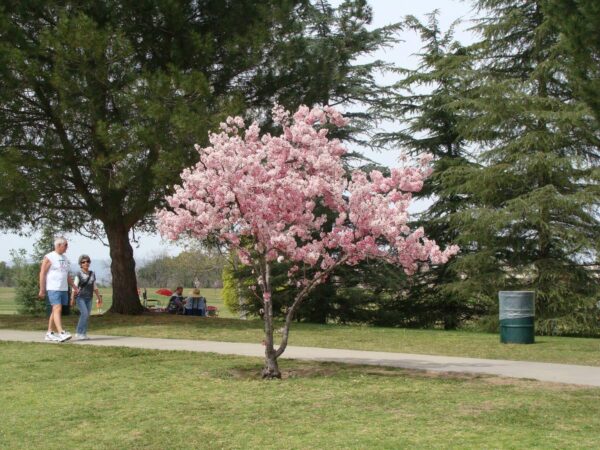 <i>Prunus campanulata</i> 'Pink Cloud' - Image 12