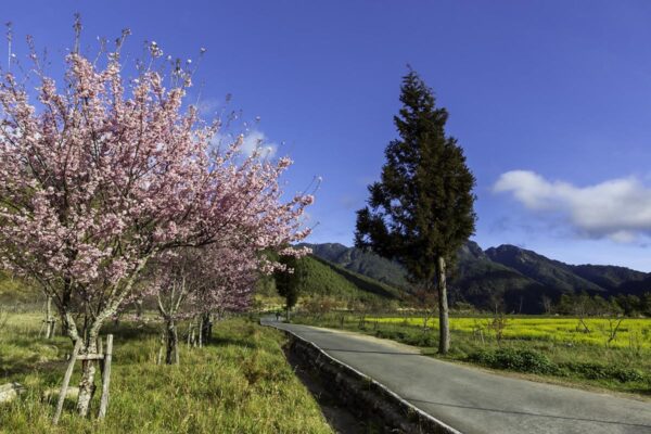 <i>Prunus campanulata</i> 'Pink Cloud' - Image 13