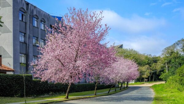 <i>Prunus campanulata</i> 'Pink Cloud' - Image 14