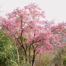 Prunus campanulata ‘Pink Cloud’ (Taiwan Cherry) flowering in bush.