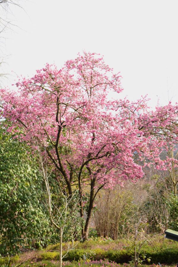 <i>Prunus campanulata</i> 'Pink Cloud' - Image 4