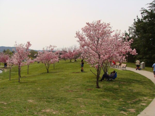 <i>Prunus campanulata</i> 'Pink Cloud' - Image 5