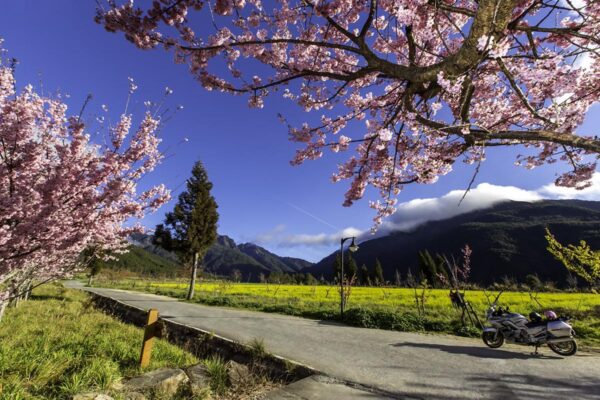 <i>Prunus campanulata</i> 'Pink Cloud' - Image 6