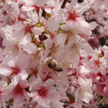 Prunus campanulata ‘Pink Cloud’ (Taiwan Cherry) blossoms.