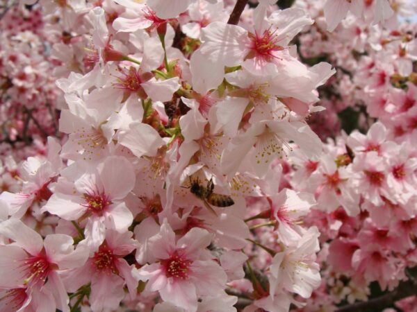 <i>Prunus campanulata</i> 'Pink Cloud' - Image 7