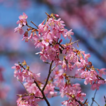 Prunus campanulata ‘Pink Cloud’ (Taiwan Cherry) branch in flower.