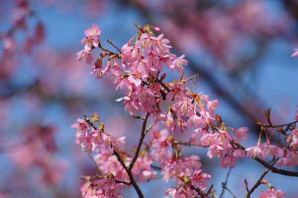 <i>Prunus campanulata</i> 'Pink Cloud' - Image 8