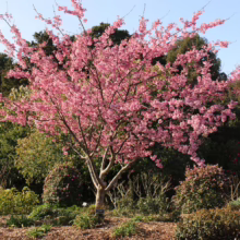 Prunus campanulata ‘Pink Cloud’ (Taiwan Cherry) flowering in garden.