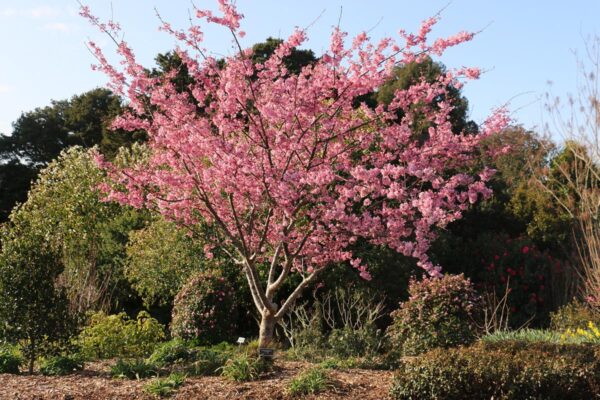 <i>Prunus campanulata</i> 'Pink Cloud' - Image 9