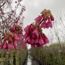 Prunus campanulata 'Superba' (Taiwan Cherry) flowering branches.