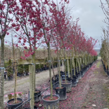 Prunus campanulata 'Superba' (Taiwan Cherry) at Leafland Nursery.