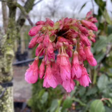 Prunus campanulata 'Superba' (Taiwan Cherry) flowers.