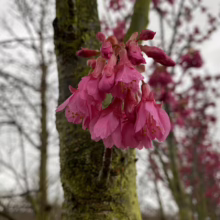 Prunus campanulata 'Superba' (Taiwan Cherry) flower.