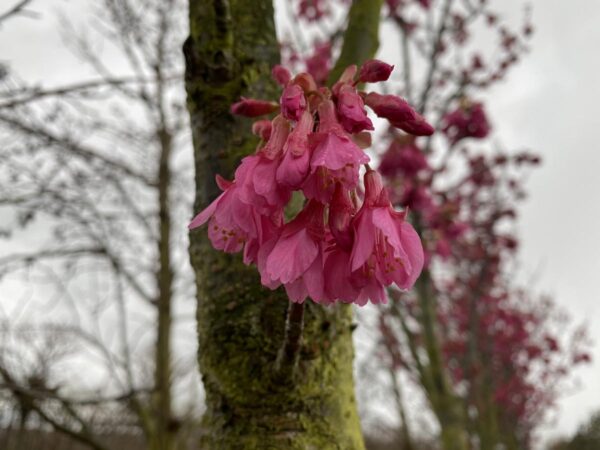 <i>Prunus campanulata</i> 'Superba' - Image 6