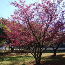 Prunus campanulata 'Superba' (Taiwan Cherry) flowering in park.
