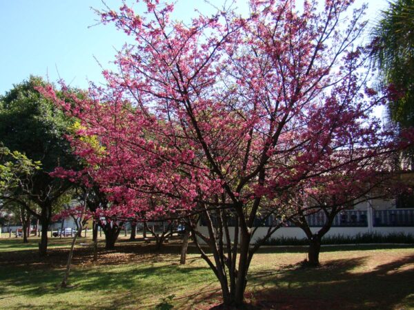 <i>Prunus campanulata</i> 'Superba' - Image 7