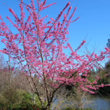 Prunus campanulata 'Superba' (Taiwan Cherry) young tree flowering.