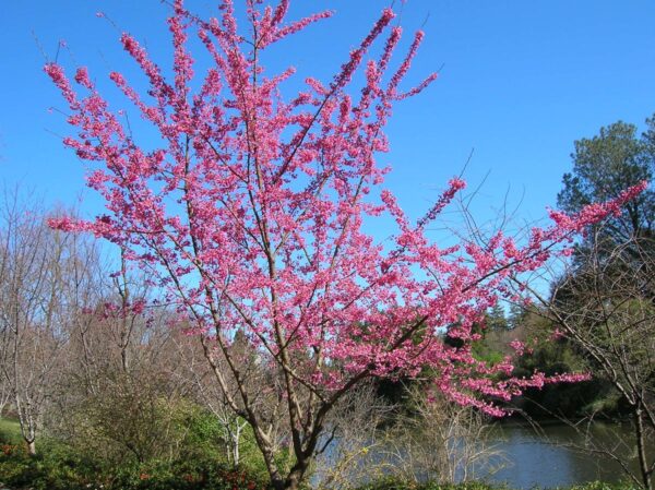 <i>Prunus campanulata</i> 'Superba' - Image 8