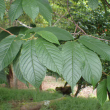 Prunus campanulata 'Superba' (Taiwan Cherry) summer foliage.