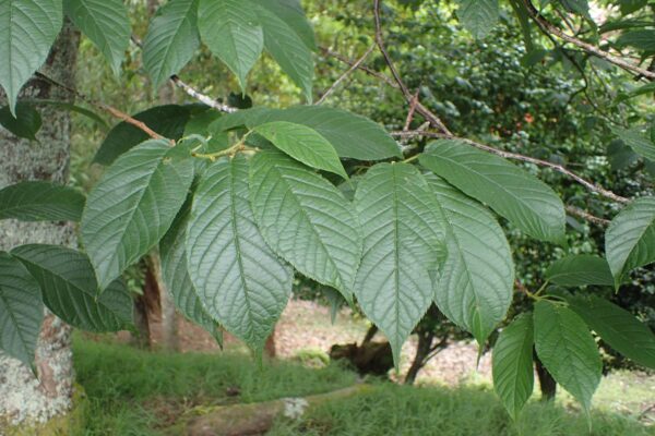 <i>Prunus campanulata</i> 'Superba' - Image 9