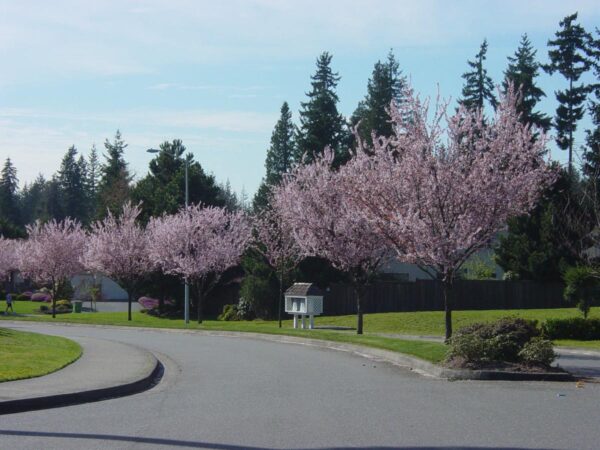 <i>Prunus cerasifera</i> 'Thundercloud' - Image 10