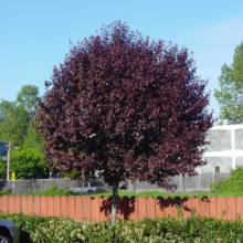Prunus cerasifera 'Thundercloud' (Cherry Plum) in Home Garden