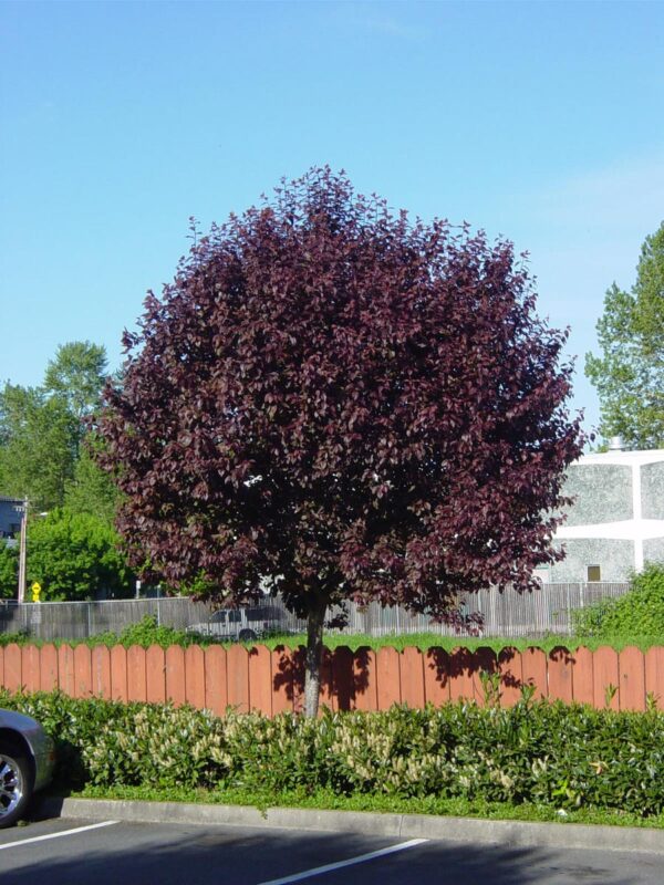 <i>Prunus cerasifera</i> 'Thundercloud' - Image 11