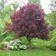 Prunus cerasifera 'Thundercloud' (Cherry Plum) in Garden
