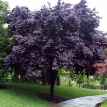 Prunus cerasifera 'Thundercloud' (Cherry Plum) on path