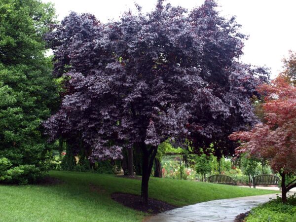 <i>Prunus cerasifera</i> 'Thundercloud' - Image 13